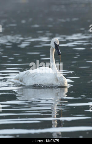 Trompeter Schwan (Cygnus buccinator) Fütterung in den Yellowstone River, Yellowstone National Park Stockfoto