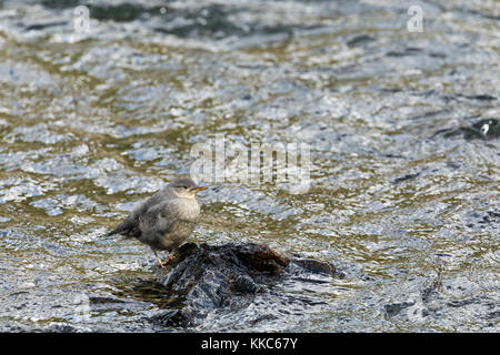 Amerikanische Pendelarm (Cinclus mexicanus) Fütterung in den Yellowstone River in der Nähe von lehardy Rapids, Yellowstone National Park Stockfoto