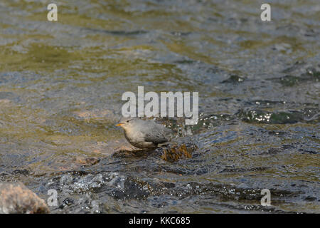 Amerikanische Pendelarm (Cinclus mexicanus) Fütterung in den Yellowstone River in der Nähe von lehardy Rapids, Yellowstone National Park Stockfoto