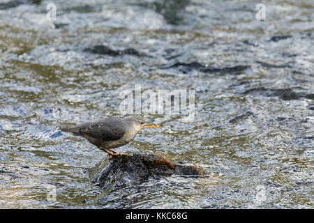 Amerikanische Pendelarm (Cinclus mexicanus) Fütterung auf ein Insekt in den Yellowstone River in der Nähe von lehardy Rapids, Yellowstone National Park Stockfoto