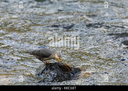 Amerikanische Pendelarm (Cinclus mexicanus) Fütterung auf ein Insekt in den Yellowstone River in der Nähe von lehardy Rapids, Yellowstone National Park Stockfoto