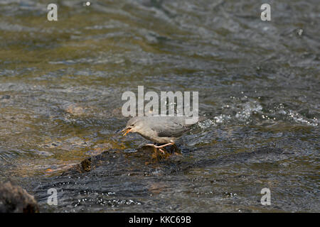 Amerikanische Pendelarm (Cinclus mexicanus) Fütterung auf ein Insekt in den Yellowstone River in der Nähe von lehardy Rapids, Yellowstone National Park Stockfoto