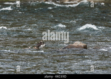 Harlequin Duck (histrionicus histrionicus) weibliche Darstellung seine Flügel in Yellowstone River in der Nähe von lehardy Rapids, Yellowstone National Park Stockfoto