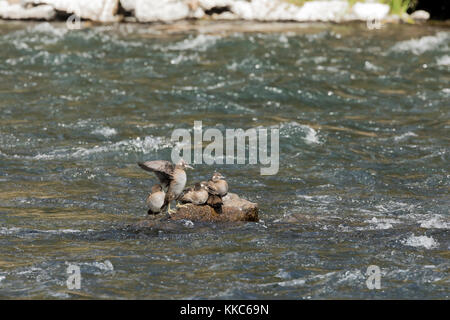 Harlequin Duck (histrionicus histrionicus) weibliche Darstellung seine Flügel in Yellowstone River in der Nähe von lehardy Rapids, Yellowstone National Park Stockfoto
