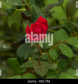 Öffnen rote Rose mit dem grünen Blätter im Hintergrund Nach dem Regen Stockfoto