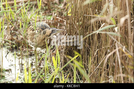 Eine seltene Bittern (Botaurus stellaris), die auf einem Schilfbett nach Fischen jagt. Stockfoto