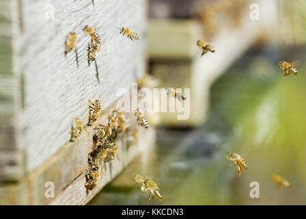 Nahaufnahme von Honigbienen, Apis mellifera, Betreten und Verlassen der Bienenkorb, Wales, UK. Stockfoto