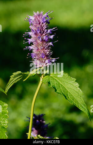 Agastache foeniculum, Anis Ysop Blumen. Stockfoto