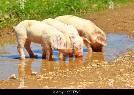 Drei kleine Ferkel auf der Farm Stockfoto