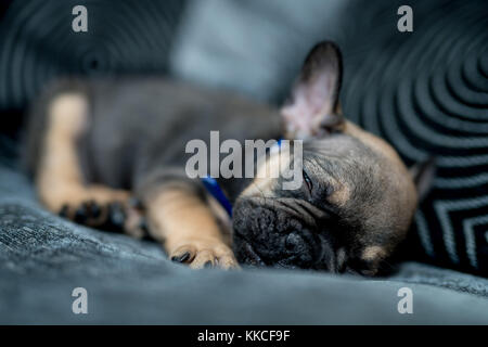 Eine französische Bulldogge Welpen. Dieser Welpe ist 7 Wochen alt. Stockfoto