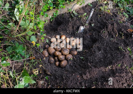 Frisch gegrabene hausgemachte Kartoffeln Stockfoto