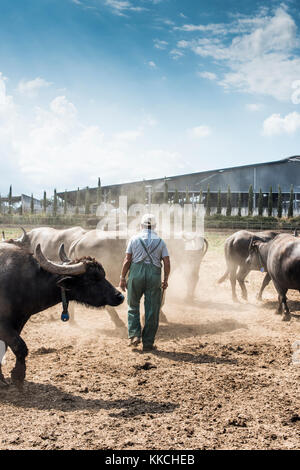 Ein Bauer, der Büffel hütet, Tenuta Vannulo Stockfoto