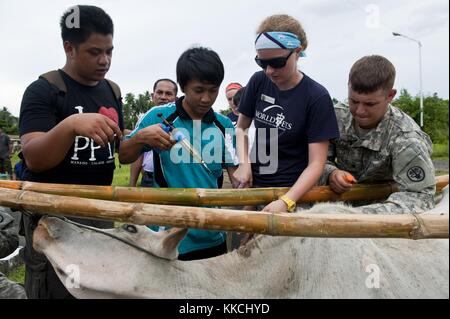 ArmeeSPC Bradley McWillie, Right, und die Freiwillige der World Vets Helle Hydeskev arbeiten mit einem indonesischen Tierarzt zusammen, um einer Kuh Impfungen während eines veterinärmedizinischen Bürgeraktionsprojekts in Sangihe, Indonesien, 2012 zu verabreichen. Bild mit freundlicher Genehmigung von Mass Communication Specialist 3rd Class Michael Feddersen/US Navy. Stockfoto