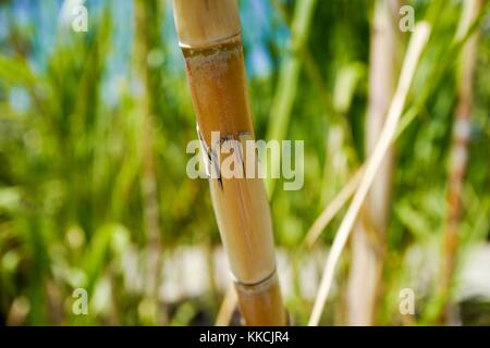 Nahaufnahme des Stiels einer Zuckerrohrpflanze (Saccharum officinarum), an einem sonnigen Tag, wächst 2016 in Maui, Hawaii. Stockfoto