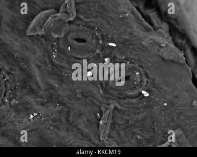 Rasterelektronenmikroskop (REM) Aufnahme mit zwei geöffneten Spaltöffnungen (gas exchange Poren) auf der Unterseite eines gemeinsamen Efeu (Hedera helix) Blatt, bei einer Vergrößerung von 1, 500x. Die zufällige Verteilung von Spaltöffnungen, die typisch für die gelsemium Pflanze Gruppe, von denen Hedera helix ist ein Mitglied, 2016. Stockfoto