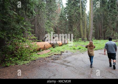 An einem regnerischen Tag im Yosemite National Park fotografiert eine weibliche Touristin mit einem Smartphone weidende Hirsche in der Nähe eines gefallenen Mammutbaumbaums in Tuolumne Grove, Yosemite Valley, Kalifornien, 2016. Stockfoto