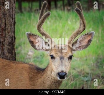 Hirsch (odocoileus Hemionus) Buck in Samt Stockfoto