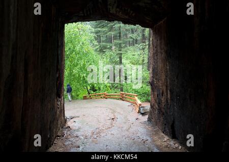 Blick durch das Innere des Tunnels Baum, einem gigantischen Sequoia Mammutbaum, durch die ein Tunnel in den tuolumne Grove von Yosemite National Park geschnitzt wurde,, Yosemite Valley, Kalifornien, 2016. Stockfoto