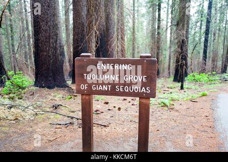 Geschnitztes hölzernes Schild, das den Eingang zum Tuolumne Grove mit riesigen Mammutbäumen im Yosemite National Park, Yosemite Valley, Kalifornien, 2016 ankündigt. Stockfoto