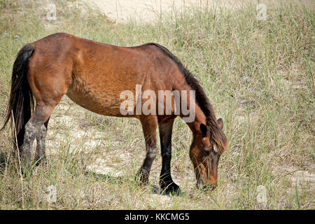 Nc-00965-00... North Carolina - ein wildes Pferd in einer grünen Wiese, auf shackleford Banken, Teil von Cape Lookout National Seashore. Stockfoto