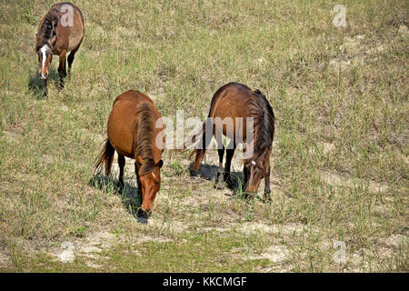 Nc-00967-00... North Carolina - eine wilde Pferde grasen in einer grünen Wiese, auf shackleford Banken, Teil von Cape Lookout National Seashore. Stockfoto