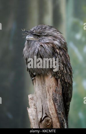 Tawny frogmouth Schlafen auf einem Baumstamm Stockfoto