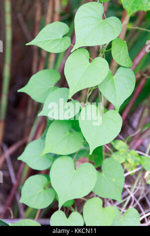 Gruppe von frischem Grün herzförmigen Blätter im tropischen Asien. Stockfoto
