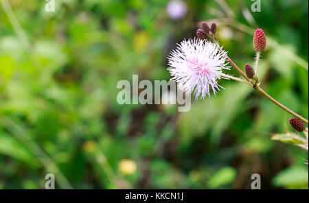 Sensible Pflanze, auch Touch-me-not, Mimosa Pudica oder Shy Plant mit verschwommenem Hintergrund genannt. Stockfoto