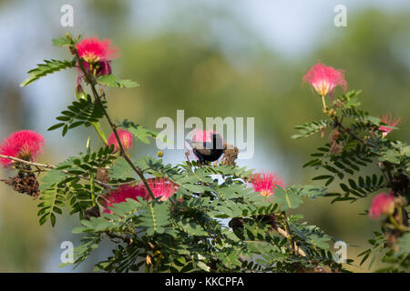 Closeup kleines Bord auf Rosa Blume Puder-hauch oder Kopf Puder-hauch Stockfoto