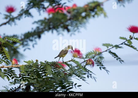 Closeup kleines Bord auf Rosa Blume Puder-hauch oder Kopf Puder-hauch Stockfoto