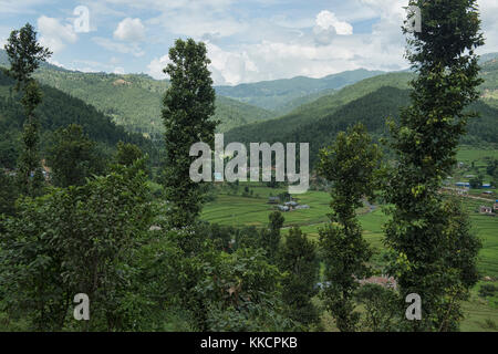 Reisterrassen im Himalaya-Vorland auf dem Manaslu Circuit Trek, Nepal Stockfoto