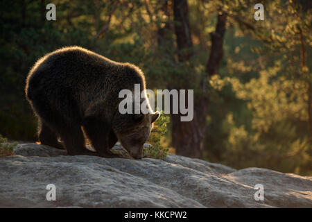 Braunbär ( Ursus arctos ), junges Junge, auf Felsen auf einer Lichtung in einem borealen Wald stehend, schnüffelt am Hrund, warmes Morgenlicht, Europa. Stockfoto