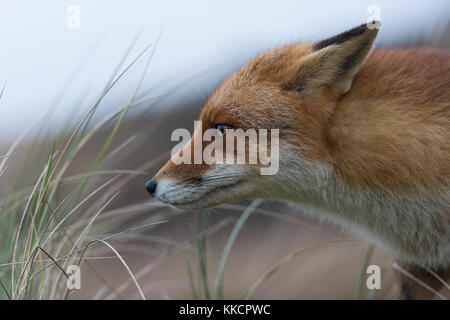 Red Fox/Rotfuchs (Vulpes vulpes), Erwachsene, schauen neugierig, konzentriert, entspannte Ohren, Natur, Nahaufnahme, Porträt, Wildlife, Europa Stockfoto