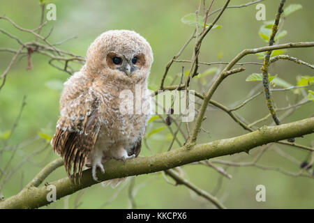 Waldkauz/waldkauz (Strix aluco), Baby Eule, Owlet, junges Küken, auf einem Zweig sitzend, seine dunkle braune Augen weit offen, sieht süß aus, Wildlife, Europa. Stockfoto