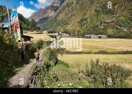 Erntezeit im Himalaya, manaslu Circuit trek, Nepal Stockfoto