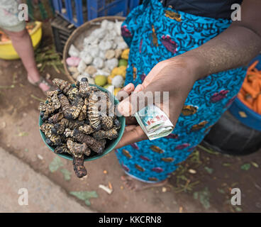 Kleine Schüssel aus gerösteten Mopani Raupen, gonimbrasia Belina auf dem Markt in Livingstone, Sambia Stockfoto