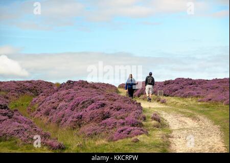 Wanderer auf den Weg Richtung Norden aus Loch Horcum über Heidekraut bedeckt Goathland Moor in North York Moors National Park, England Stockfoto