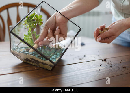 Bild von Floristen Übersicht Master Class für das florarium mit Steinen und Sukkulenten Stockfoto