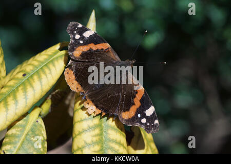 Red Admiral (Vanessa Atalanta) Stockfoto