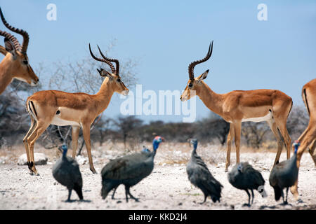 Männliche Impalas, die an onkolo verbergen, onguma Game Reserve, Namibia, Afrika Stockfoto