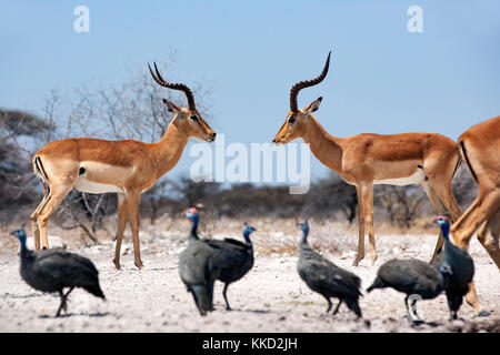 Männliche Impalas, die an onkolo verbergen, onguma Game Reserve, Namibia, Afrika Stockfoto