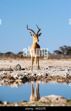 Männliche impala an onkolo verbergen, onguma Game Reserve, Namibia, Afrika Stockfoto