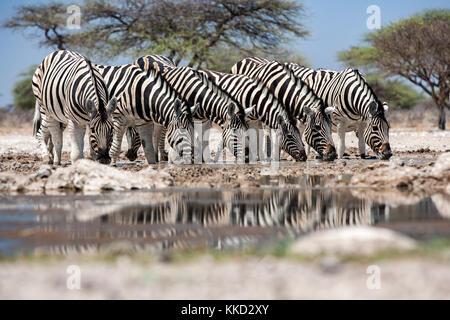 Fraktion der Burchell's Zebra (Equus quagga burchellii) trinken an onkolo verbergen, onguma Game Reserve, Namibia, Afrika Stockfoto