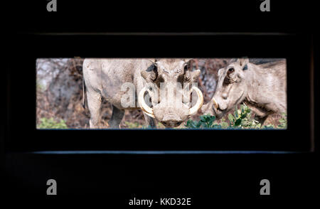 Gemeinsame Warzenschweine (phacochoerus Africanus) Suchen Sie im Fenster - onkolo verbergen, onguma Game Reserve, Namibia, Afrika ausblenden Stockfoto