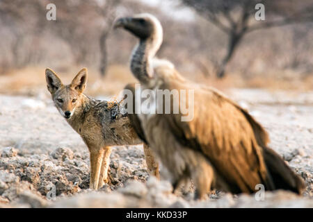Black-backed Jackal (Canis mesomelas) und Weiß-backed Vulture (Tylose in Africanus) - onkolo Verbergen, Onguma Game Reserve, Namibia, Afrika Stockfoto
