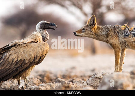 Black-backed Jackal (Canis mesomelas) und Weiß-backed Vulture (Tylose in Africanus) - onkolo verbergen, onguma Game Reserve, Namibia, Afrika Stockfoto