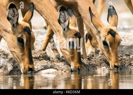Impalas trinken an onkolo verbergen, onguma Game Reserve, Namibia, Afrika Stockfoto