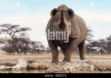 Spitzmaulnashorn (Diceros bicornis) - Ostseite des Etosha National Park, Namibia, Afrika Stockfoto