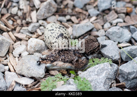 Ein Baby killdeer nur im Nest geschlüpft sind, während ein anderes Ei noch nicht geschlüpft war. Stockfoto