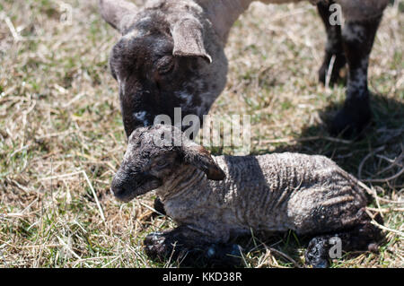 Wenige Minuten nach der Geburt ein neugeborenes Lamm. die Ewe (Mutter) war die Reinigung des Lammes durch das lecken, Ihre Pflege angezeigt. Stockfoto